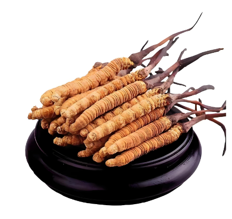 广州上门回收冬虫夏草